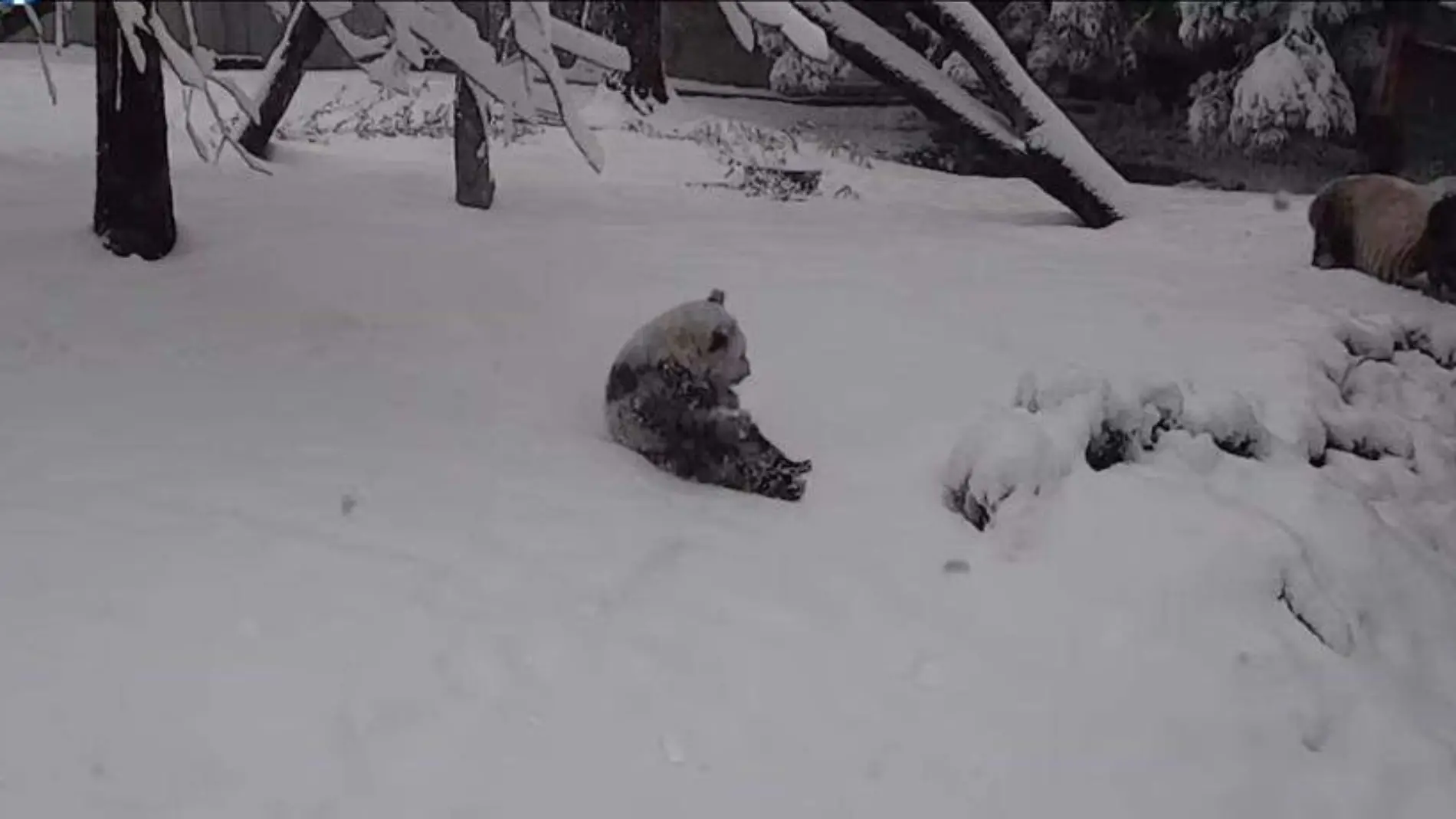 Par de osos juegan con la nieve y enternecen a las redes